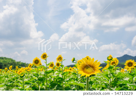 Sunflower field Makoto town Kagawa prefecture 54713229