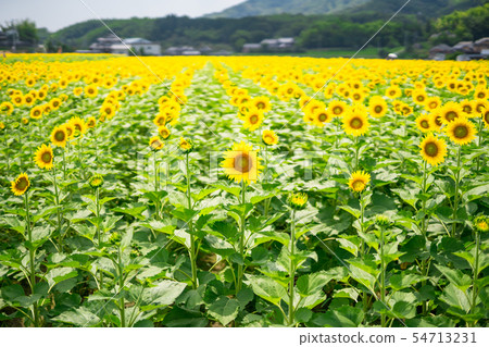 Sunflower field Makoto town Kagawa prefecture 54713231