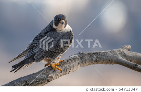 Peregrine Falcon Peregrine Falcon 54713347