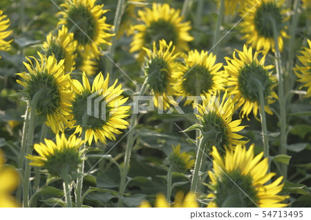 Sunflower field (Ushiro) 54713495