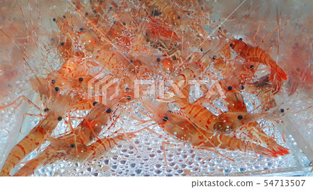 shrimp shrimp 54713507