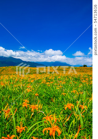 台灣花蓮富里六十石山金針花海Asia Taiwan Hualien Mountains 台灣花蓮富里六十石山金針花海Asia Taiwan Hualien Mountains 54713616