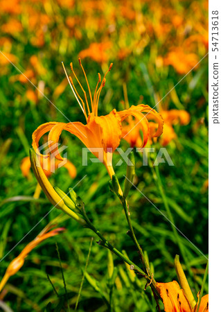 台灣花蓮富里六十石山金針花海Asia Taiwan Hualien Mountains 台灣花蓮富里六十石山金針花海Asia Taiwan Hualien Mountains 54713618