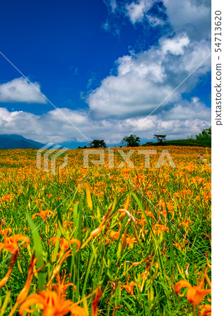 台灣花蓮富里六十石山金針花海Asia Taiwan Hualien Mountains 54713620