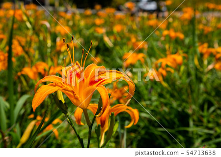 台灣花蓮富里六十石山金針花海Asia Taiwan Hualien Mountains 54713638