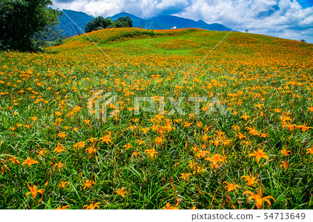 Taiwan Hualien Fuli Sixty Stone Mountain Golden Needle Flower Asia Taiwan Hualien Mountains Taiwan Hualien Fuli Sixty Stone Mountain Golden Needle Flower Asia Taiwan Hualien Mountains 54713649