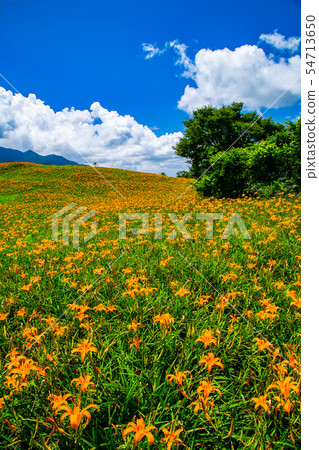 Taiwan Hualien Fuli Sixty Stone Mountain Golden Needle Flower Asia Taiwan Hualien Mountains 54713650
