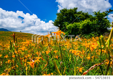 台灣花蓮富里六十石山金針花海Asia Taiwan Hualien Mountains 台灣花蓮富里六十石山金針花海Asia Taiwan Hualien Mountains 54713655