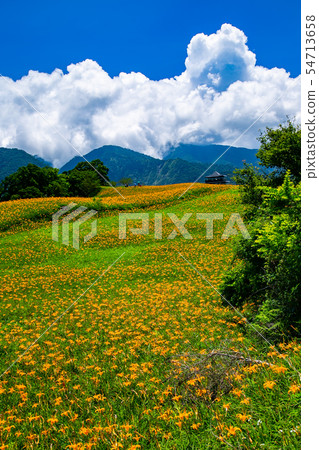 台灣花蓮富里六十石山金針花海Asia Taiwan Hualien Mountains 台灣花蓮富里六十石山金針花海Asia Taiwan Hualien Mountains 54713658
