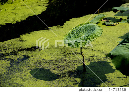 池塘 池塘 54715286