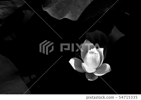 蓮花 54715335