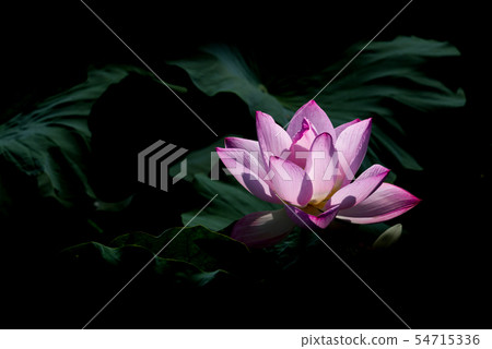 蓮花 54715336