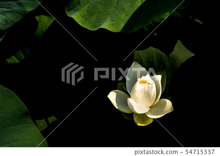 蓮花 54715337