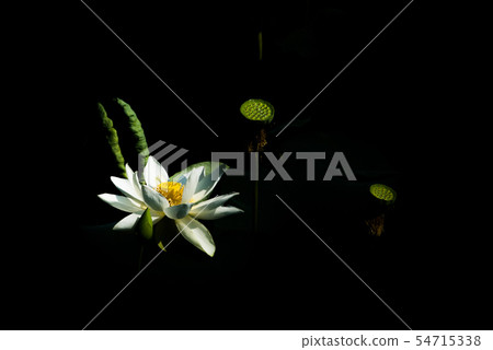 蓮花 54715338
