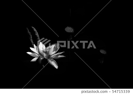 蓮花 蓮花 54715339