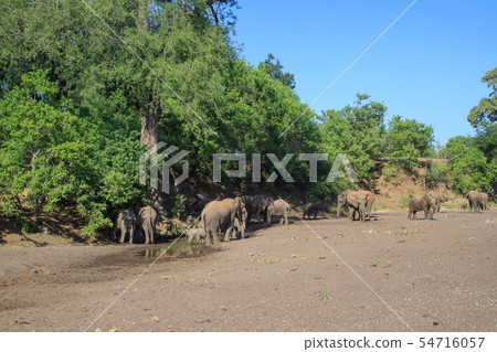 African elephant water place African elephant water place 54716057