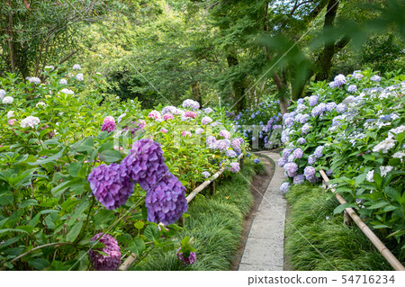 亞塔寺 亞塔寺 54716234