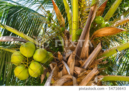 Coconut tree with fruits Coconut tree with fruits 54716643