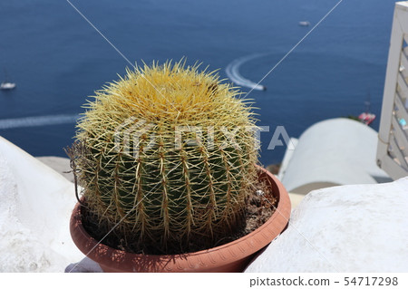 Cacti and the sea 54717298