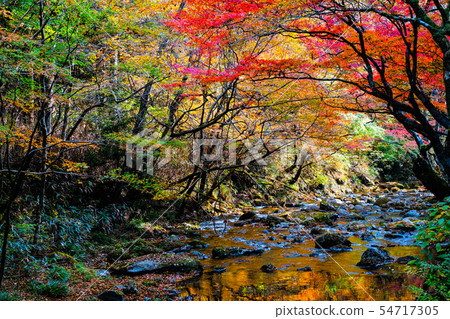 花園谷（秋季） 54717305