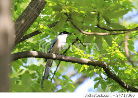 棲息在分支的老鷹 54717360