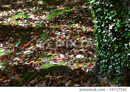 Autumn leaves spot of Saga Prefecture Kanzaki 54717592