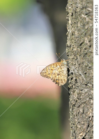 Janome butterfly Janome butterfly 54718363