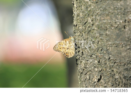 Janome butterfly Janome butterfly 54718365