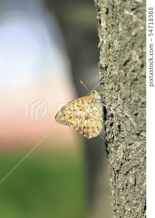 Janome butterfly 54718368