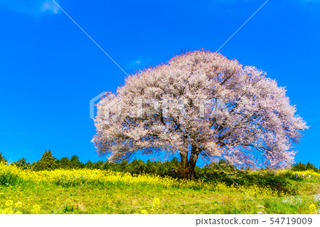 Mountain cherry blossoms and rape blossoms of Baba [Saga Prefecture Takeo City] 54719009