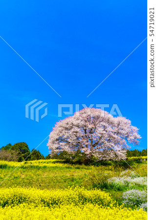 巴巴的山櫻花和油菜花[佐賀縣武雄市] 54719021