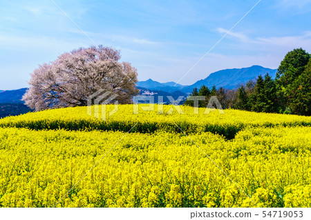 Mountain cherry blossoms and rape blossoms of Baba [Saga Prefecture Takeo City] 54719053