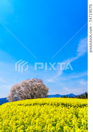 Mountain cherry blossoms and rape blossoms of Baba [Saga Prefecture Takeo City] 54719076