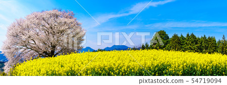 Baba no cherry blossoms and rape blossoms panorama Takeo City, Saga Prefecture 54719094