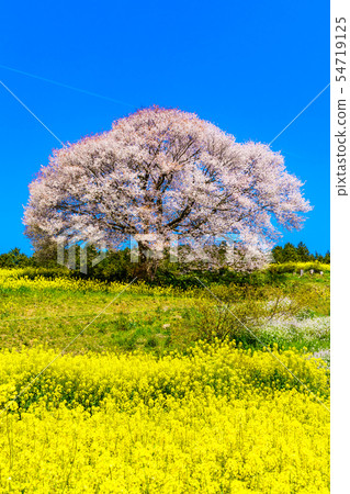巴巴的山櫻花和油菜花[佐賀縣武雄市] 54719125