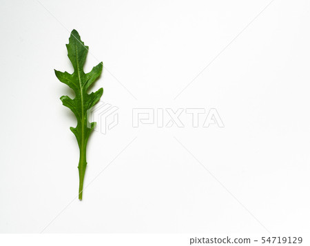 Four arugula leaves isolated on white Four arugula leaves isolated on white 54719129