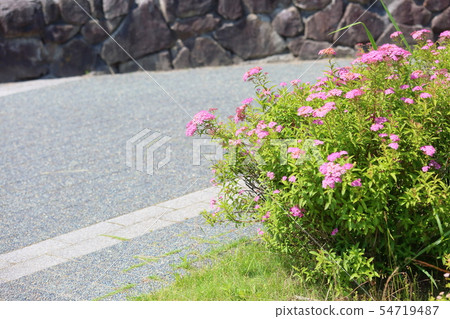 Simopocillium花 54719487