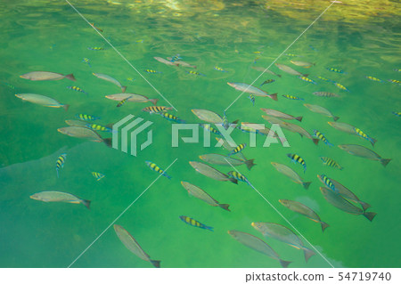 Group of fish swimming in the sea view on the boat. Group of fish swimming in the sea view on the boat. 54719740