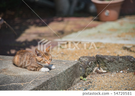 Cat's daily life Cat's daily life 54720581