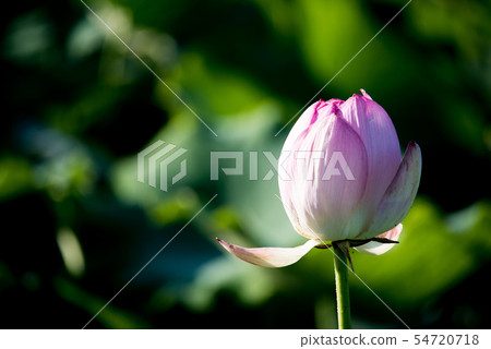 蓮花 蓮花 54720718