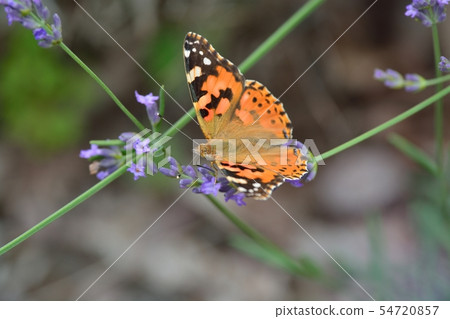 Halibut and lavender 54720857