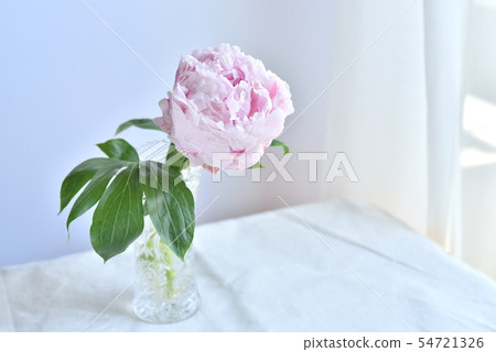 窗台上的鮮花 窗台上的鮮花 54721326