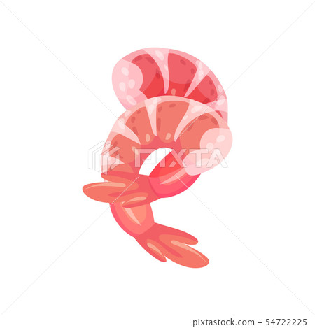 Two peeled shrimps. Vector illustration on white background. 54722225