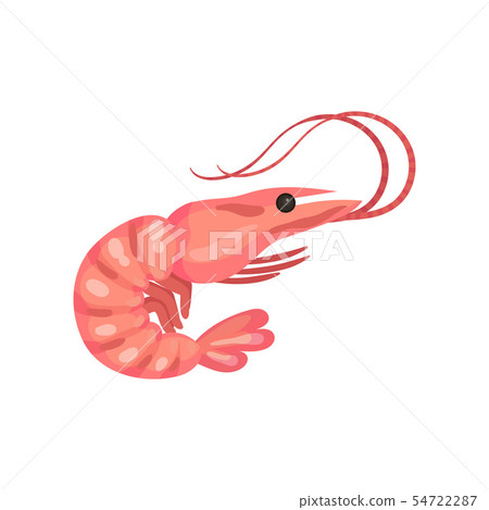Boiled shrimp. Vector illustration on white background. 54722287