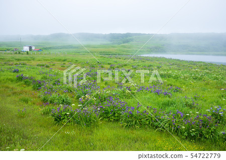 Blue-toothed moth blooming in the marsh 54722779