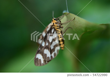 Moth Umeedashaku Moth Umeedashaku 54722990