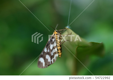 飛蛾梅達達庫 54722992