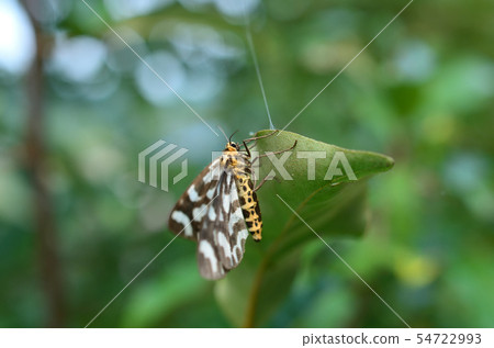 Moth Umeedashaku 54722993