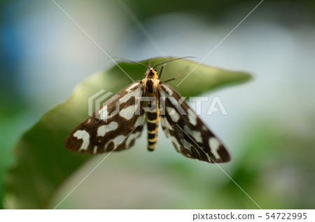 飛蛾梅達達庫 54722995