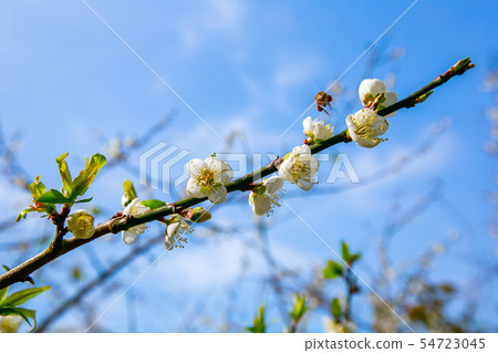 Taiwan Chiayi Meiling Plum Blossom Asia Taiwan Chiayi Plum 54723045